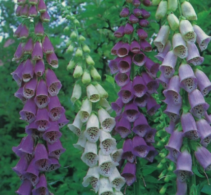Picture of Digitalis (Foxglove) - Excelsior Hybrids